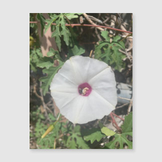 Magneta Vine Fenceline Alamo