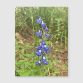 Magneto Bluebonnet