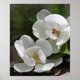 Magnolia Blooms Impressão -20x24 -outros tamanhos