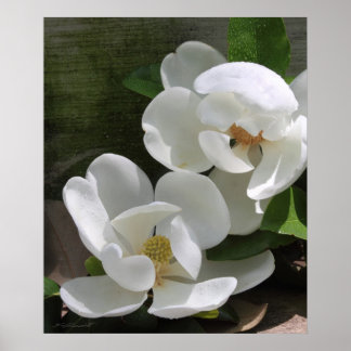 Magnolia Blooms Impressão -20x24 -outros tamanhos