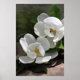 Magnolia Blooms Poster - 24x36 - outros tamanhos t