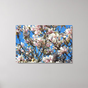 Magnolia Blossomas/Impressão de Canvas do céu azul