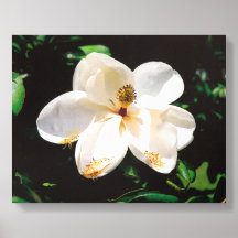 Magnolia Flor