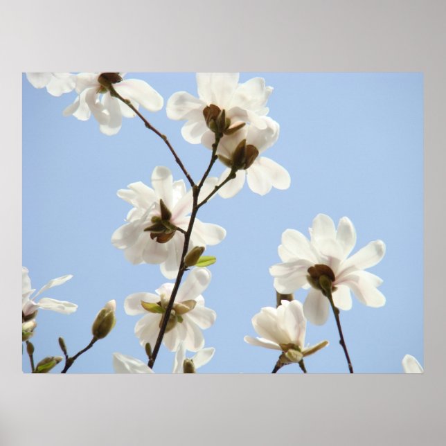 MAGNOLIA Flores Árvores 38 Impressões de Arte Azul (Frente)