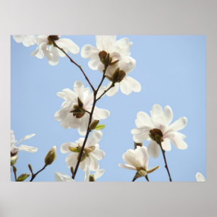 MAGNOLIA Flowers Trees 38 Blue Art Prints Posters