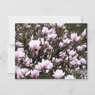 Magnolia Garden