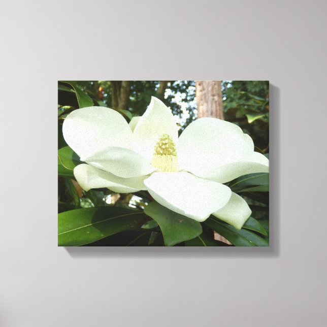 Magnolia Grandiflora Canvas (Frente)
