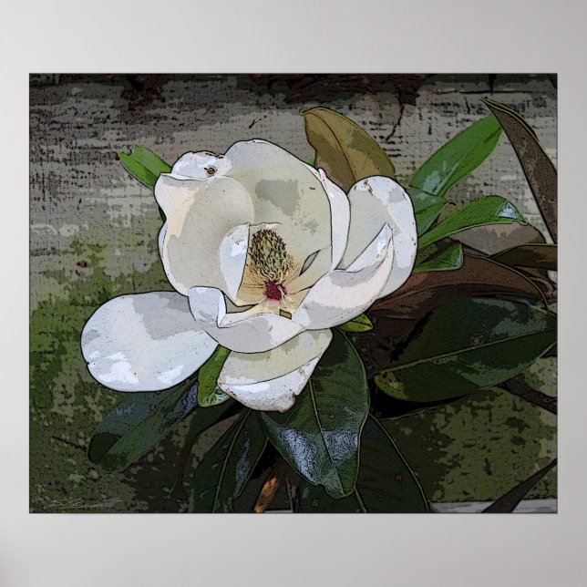 Magnolia Impressão mágica - 24x20 - outros tamanho (Frente)