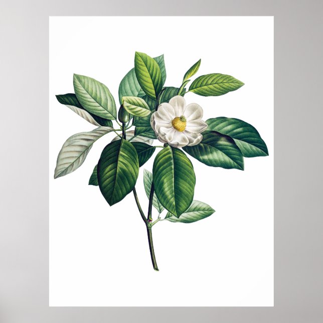 Magnolia poster (Frente)