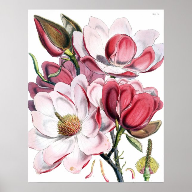 Magnolia Poster (Frente)