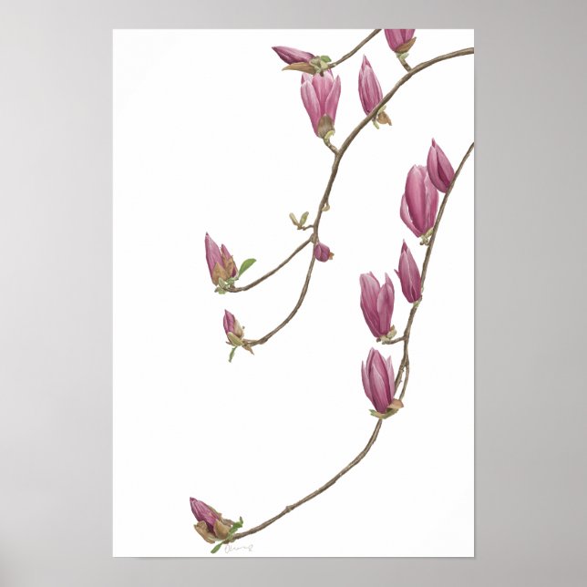 Magnolia Vine Poster (Frente)