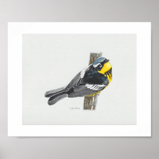 Magnolia Warbler Art Impressão