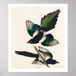 Magpie Americano por Poster de Audubon