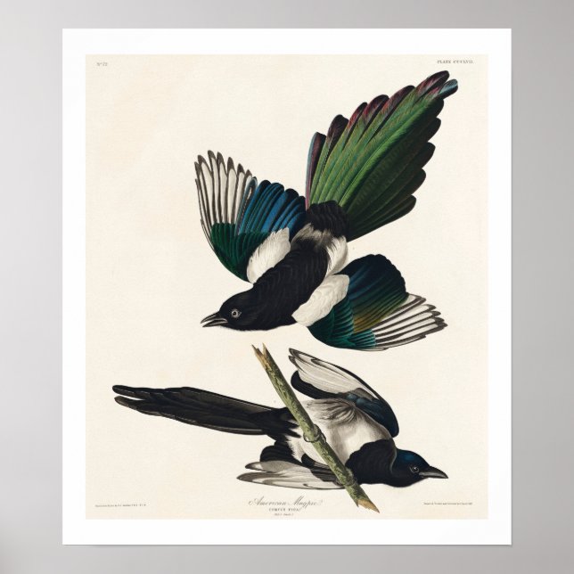 Magpie Americano por Poster de Audubon (Frente)