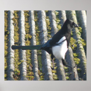 Magpie com um impressão beady do olho