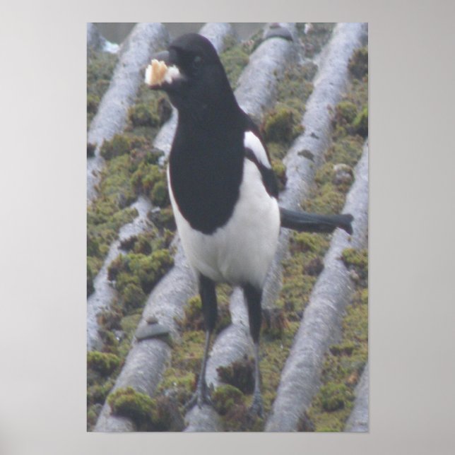 Magpie Impressão (Frente)