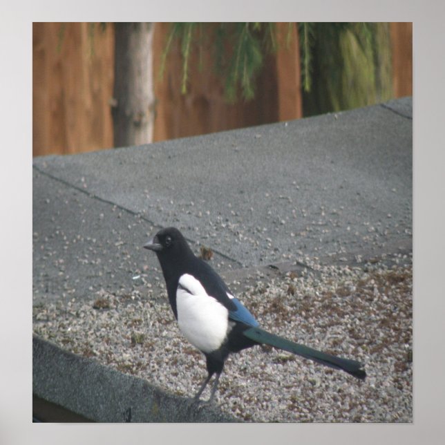 Magpie impressão (Frente)