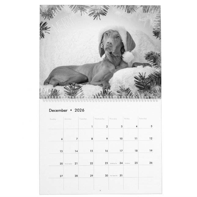 Magyar Vizsla cães calendários black & white (Dez 2026)