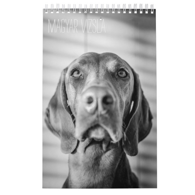 Magyar Vizsla cães calendários black & white (Capa)