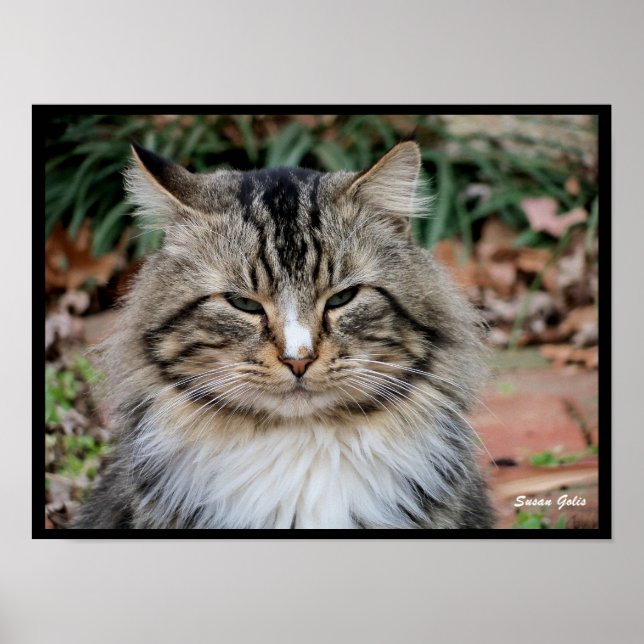 Maine Coon Cat Portrait Poster (Frente)
