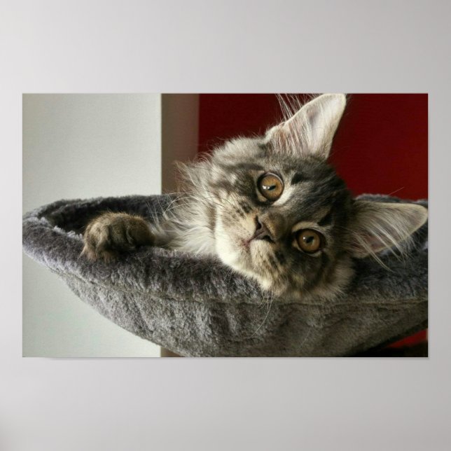 Maine Coon Kitten Poster (Frente)