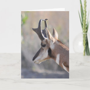 Male Antelope - Cartão de Arte Quadro
