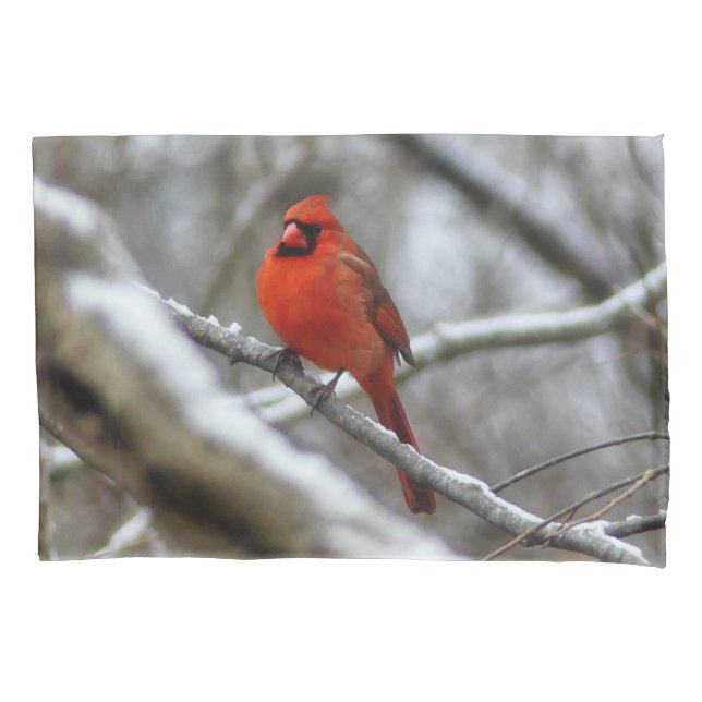 Male Cardinal (Frente)