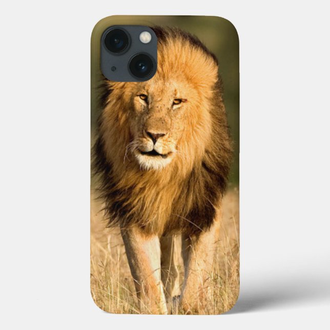 Male Lion Walking (Verso)