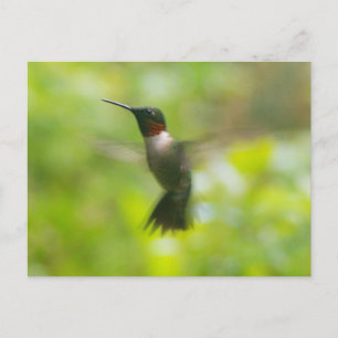 Male Ruby Throat Hummingbird cartão postal