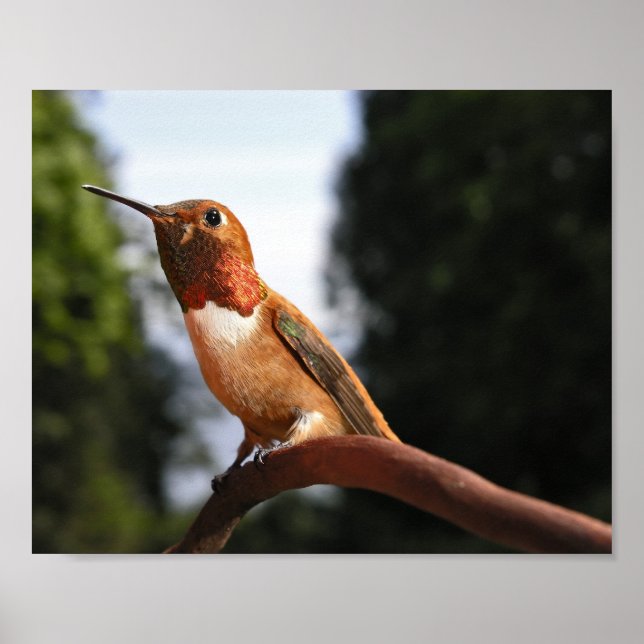 Male Rufous Hummingbird - Impressões de arte (Frente)