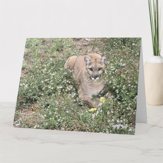 Malice sendo um belo cartão (Frente)