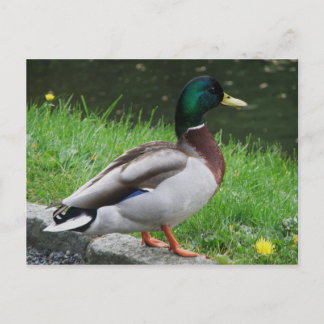 Mallard - Cartão postal para aves