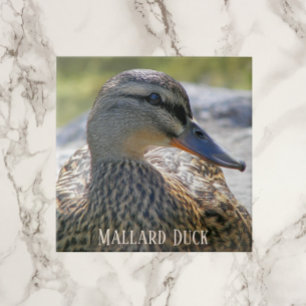 Mallard Duck Hen Azulejo Cerâmico de Fotos