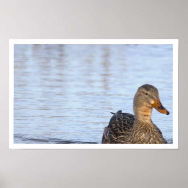 Mallard Duck Photo Poster (Frente)