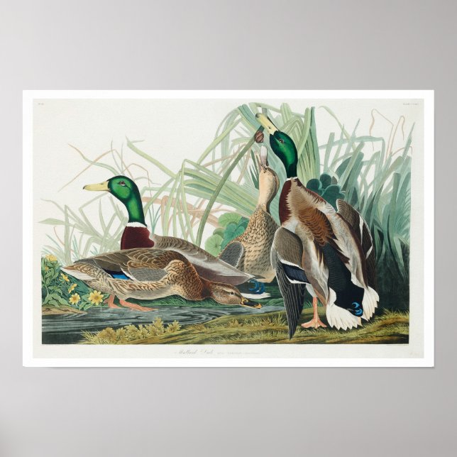 Mallard Duck por Poster Audubon (Frente)