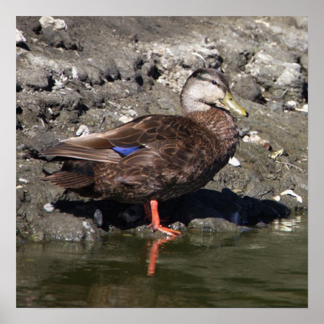 Mallard Duck Poster (Frente)