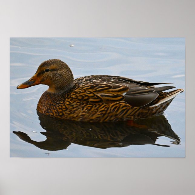 Mallard Duck Poster (Frente)