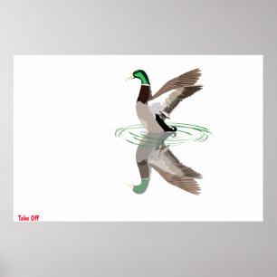 Mallard Duck Poster