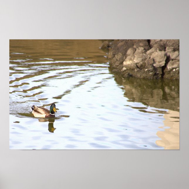 Mallard Duck Poster (Frente)