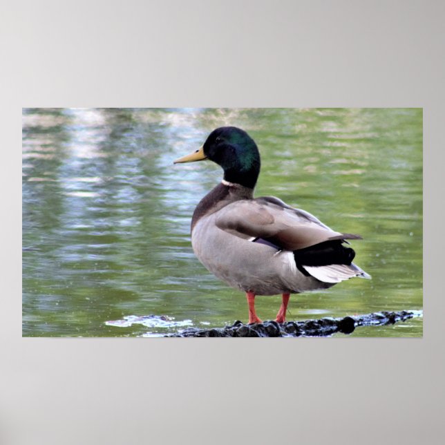 Mallard Duck Poster (Frente)
