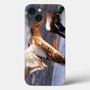 Mallard Duck Wildlife Foto para amantes de aves