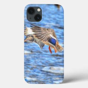Mallard Duck Wildlife Foto para amantes de aves
