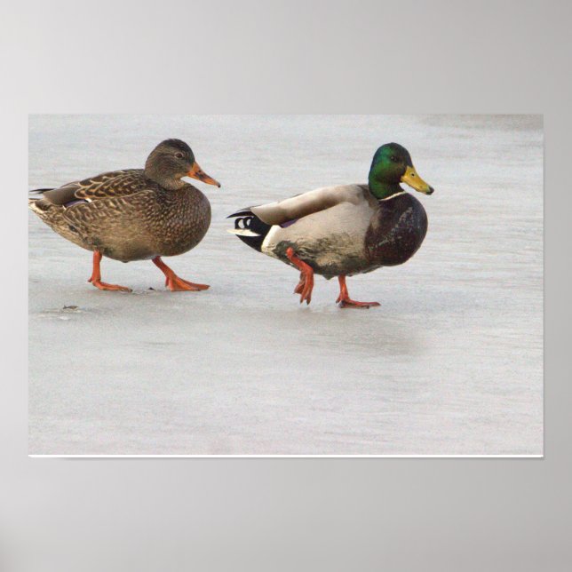 Mallard Ducks em Poster de gelo (Frente)