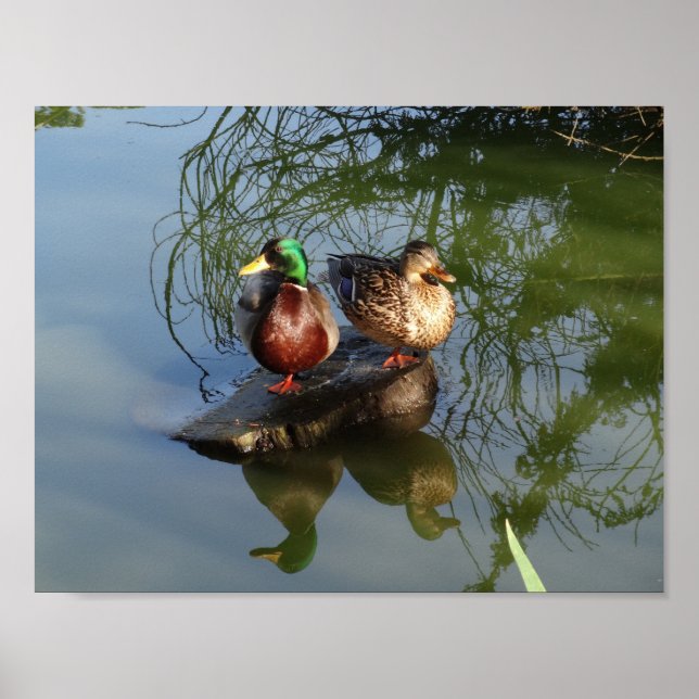 Mallard Ducks nº 2 Poster (Frente)