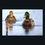 Mallard Ducks Photo Poster<br><div class="desc">Mallard Ducks Photo Poster</div>