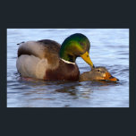 Mallard Ducks Poster<br><div class="desc">Mallard Ducks Poster</div>