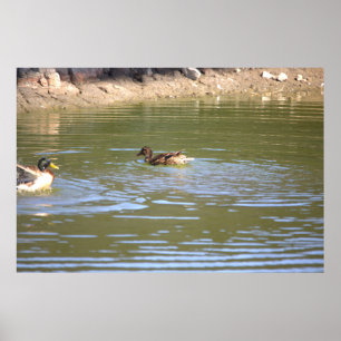 Mallard Ducks Poster