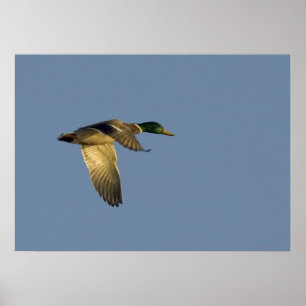 mallard flying in open sky poster