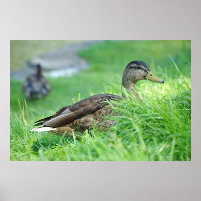 Mallard Poster (Frente)