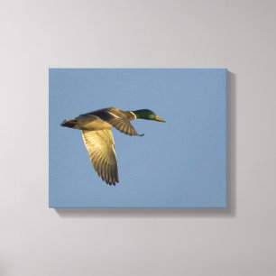 Mallard Voando na Impressão de Canvas do céu abert
